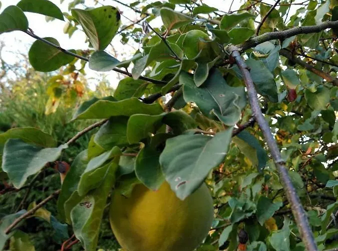 La Ferme Blanche * Menil-Vin